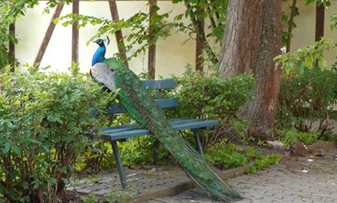 Pfau im Garten des Hotels Ebner